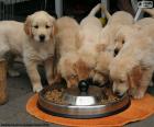 Golden retriever yavruları yeme